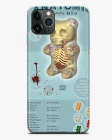 Data Mfp Src //cdn - Anatomy Gummy Bear Jason Freeny, HD Png Download, Transparent PNG